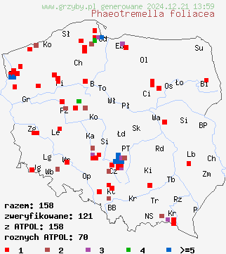 znaleziska Phaeotremella foliacea (trzęsak listkowaty) na terenie Polski