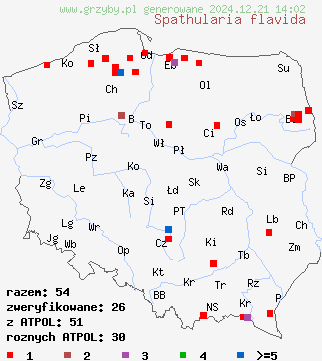 znaleziska Spathularia flavida (łopatnica żółtawa) na terenie Polski