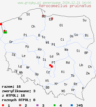 znaleziska Xerocomellus pruinatus (suchogrzybek oprószony) na terenie Polski