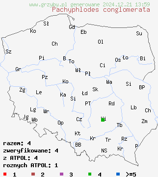 znaleziska Pachyphlodes conglomerata na terenie Polski