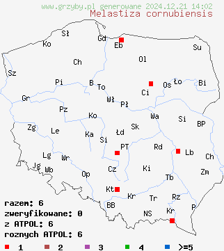 znaleziska Melastiza cornubiensis na terenie Polski