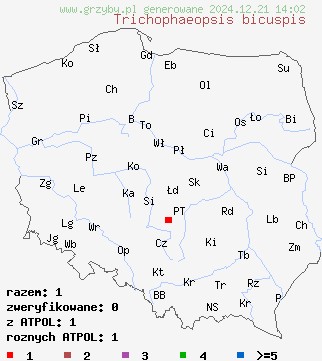 znaleziska Trichophaeopsis bicuspis na terenie Polski