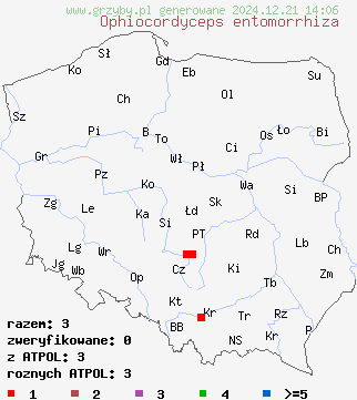 znaleziska Ophiocordyceps entomorrhiza na terenie Polski