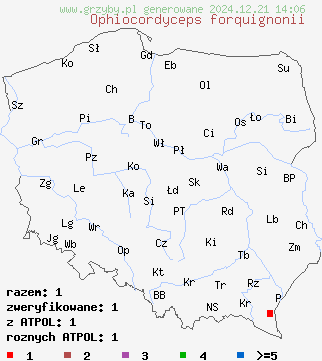 znaleziska Ophiocordyceps forquignonii na terenie Polski