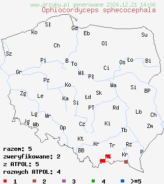 znaleziska Ophiocordyceps sphecocephala na terenie Polski