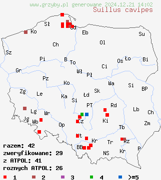 znaleziska Suillus cavipes (maślak dęty) na terenie Polski