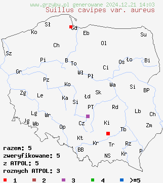 znaleziska Suillus cavipes var. aureus (maślak dęty odmiana żółta) na terenie Polski