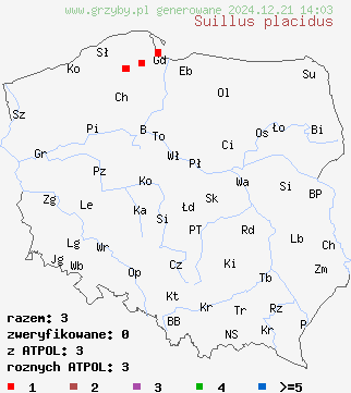 znaleziska Suillus placidus (maślak wejmutkowy) na terenie Polski