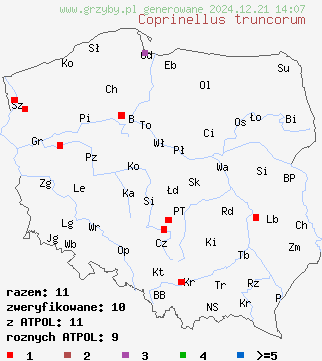 znaleziska Coprinellus truncorum (czernidłak pniowy) na terenie Polski