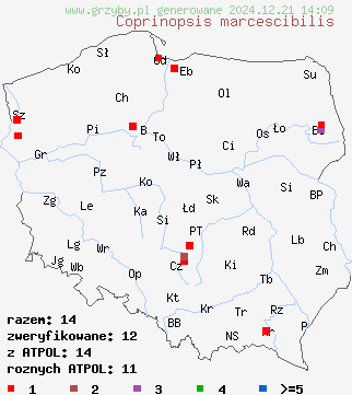 znaleziska Coprinopsis marcescibilis (czernidłak dzwonkowaty) na terenie Polski