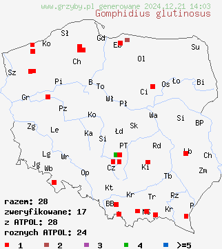 znaleziska Gomphidius glutinosus (klejówka świerkowa) na terenie Polski