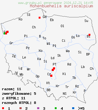 znaleziska Hohenbuehelia auriscalpium na terenie Polski