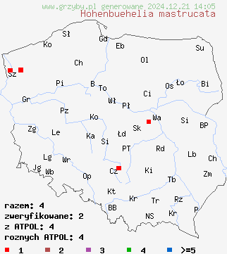 znaleziska Hohenbuehelia mastrucata na terenie Polski