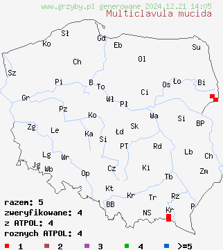 znaleziska Multiclavula mucida (koralóweczka śluzowata) na terenie Polski