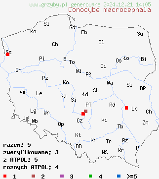 znaleziska Conocybe macrocephala (stożkówka wielkogłowa) na terenie Polski