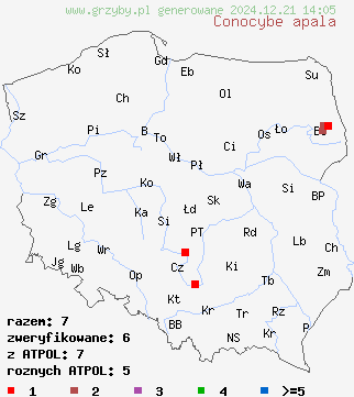 znaleziska Conocybe apala (stożkówka delikatna) na terenie Polski