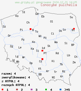 znaleziska Conocybe pulchella (stożkówka kosmatotrzonowa) na terenie Polski