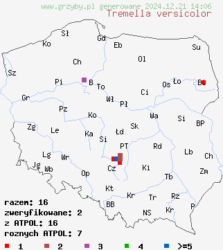 znaleziska Tremella versicolor na terenie Polski