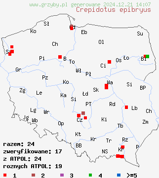 znaleziska Crepidotus epibryus (ciżmówka mchowa) na terenie Polski