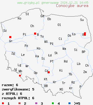 znaleziska Conocybe aurea (stożkówka złota) na terenie Polski