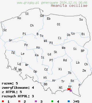 znaleziska Amanita ceciliae (muchomor złotawy) na terenie Polski