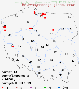 znaleziska Heteromycophaga glandulosae na terenie Polski