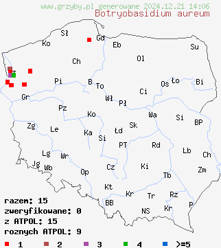 znaleziska Botryobasidium aureum (pajęczynowiec złotawy) na terenie Polski