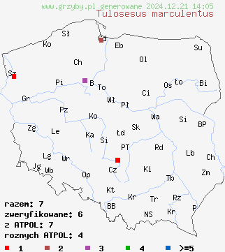 znaleziska Tulosesus marculentus na terenie Polski