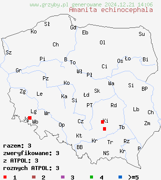 znaleziska Amanita echinocephala (muchomor jeżowaty) na terenie Polski