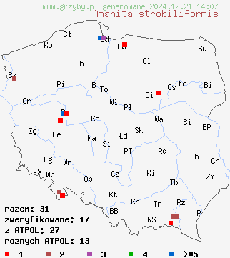 znaleziska Amanita strobiliformis (muchomor szyszkowaty) na terenie Polski