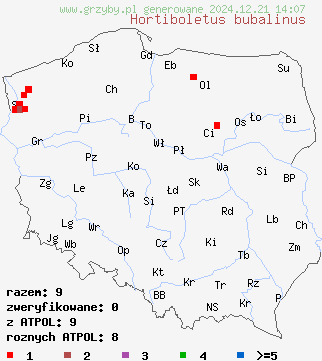 znaleziska Hortiboletus bubalinus (parkogrzybek morelowy) na terenie Polski