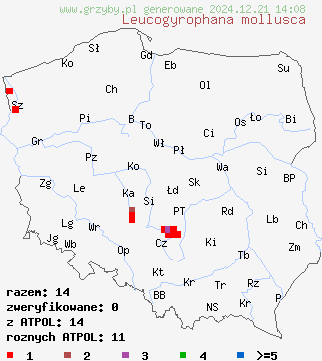 znaleziska Leucogyrophana mollusca (strocznica pomarańczowa) na terenie Polski