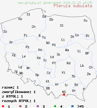 znaleziska Pterula subulata na terenie Polski