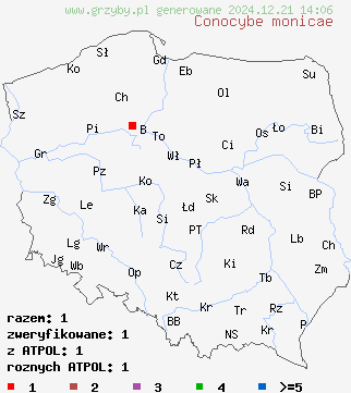 znaleziska Conocybe monicae na terenie Polski