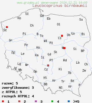 znaleziska Leucocoprinus birnbaumii (czubnik cytrynowy) na terenie Polski