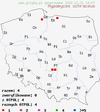 znaleziska Hypomyces ochraceus na terenie Polski