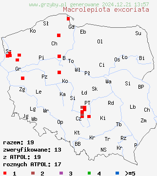 znaleziska Macrolepiota excoriata (czubajka białotrzonowa) na terenie Polski