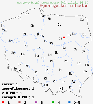 znaleziska Hymenogaster sulcatus na terenie Polski