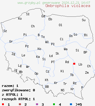 znaleziska Ombrophila violacea na terenie Polski