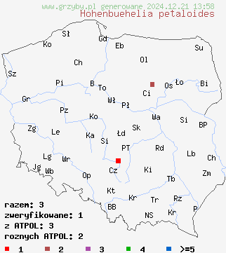 znaleziska Hohenbuehelia petaloides (bocznianka brązowawa) na terenie Polski