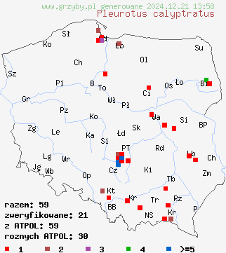 znaleziska Pleurotus calyptratus (boczniak topolowy) na terenie Polski