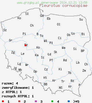 znaleziska Pleurotus cornucopiae (boczniak rowkowanotrzonowy) na terenie Polski