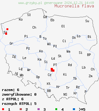 znaleziska Mucronella flava na terenie Polski