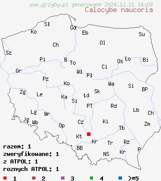 znaleziska Calocybe naucoria (gęśnica ziarnista) na terenie Polski