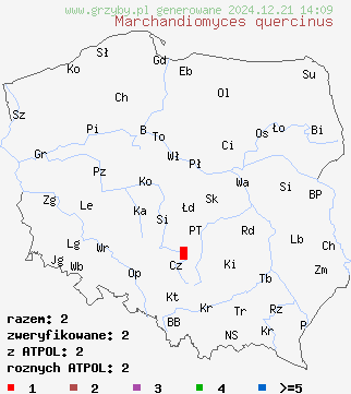 znaleziska Marchandiomyces quercinus na terenie Polski