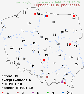 znaleziska Cuphophyllus pratensis (kopułka łąkowa) na terenie Polski