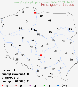 znaleziska Hemimycena lactea (białogrzybówka mlecznobiała) na terenie Polski