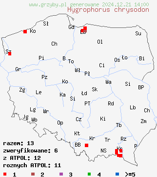 znaleziska Hygrophorus chrysodon (wodnicha złocista) na terenie Polski