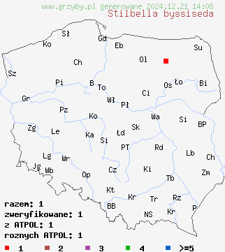 znaleziska Stilbella byssiseda na terenie Polski