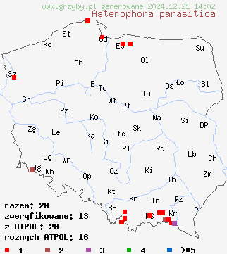 znaleziska Asterophora parasitica (grzybolubka lepka) na terenie Polski